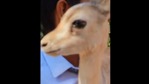 deervideorajasthan 1667466820